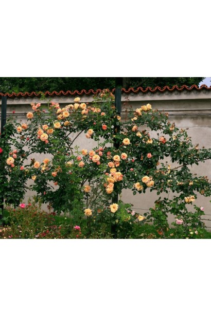 Кущ троянди Barock з рясним цвітінням